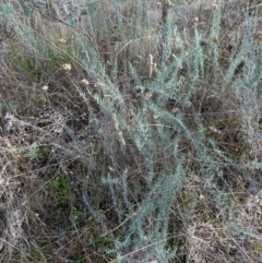 Chrysocephalum semipapposum at Bungendore, NSW - 3 Jul 2023 11:47 AM