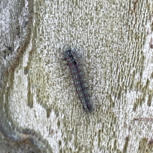 Anestia (genus) at Russell, ACT - 11 Sep 2023 09:47 AM