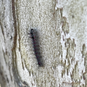 Anestia (genus) at Russell, ACT - 11 Sep 2023 09:47 AM