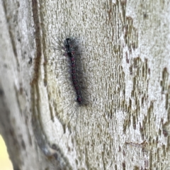 Anestia (genus) at Russell, ACT - 11 Sep 2023 09:47 AM