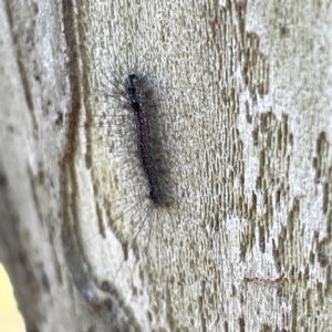 Anestia (genus) at Russell, ACT - 11 Sep 2023 09:47 AM