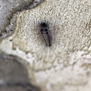 Anestia (genus) at Russell, ACT - 11 Sep 2023 09:47 AM