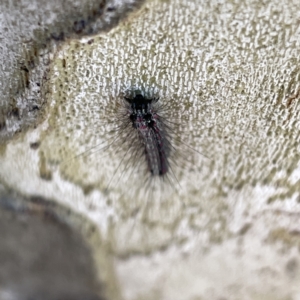 Anestia (genus) at Russell, ACT - 11 Sep 2023 09:47 AM