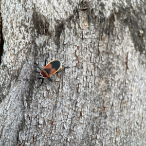 Dindymus versicolor at Ainslie, ACT - 12 Sep 2023