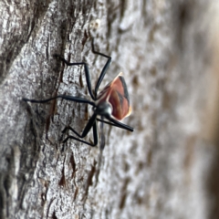 Dindymus versicolor at Ainslie, ACT - 12 Sep 2023