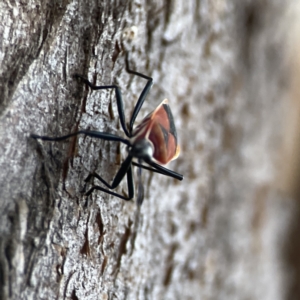 Dindymus versicolor at Ainslie, ACT - 12 Sep 2023