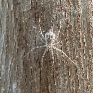 Tamopsis sp. (genus) at Ainslie, ACT - 12 Sep 2023