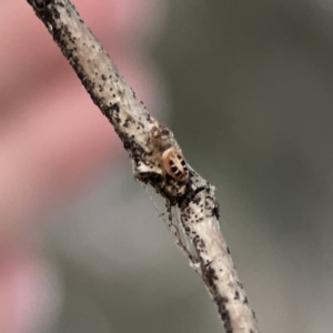 Opisthoncus sexmaculatus at Ainslie, ACT - 12 Sep 2023 05:48 PM