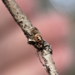 Opisthoncus sexmaculatus at Ainslie, ACT - 12 Sep 2023 05:48 PM