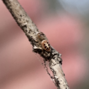 Opisthoncus sexmaculatus at Ainslie, ACT - 12 Sep 2023 05:48 PM