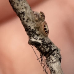 Opisthoncus sexmaculatus at Ainslie, ACT - 12 Sep 2023 05:48 PM