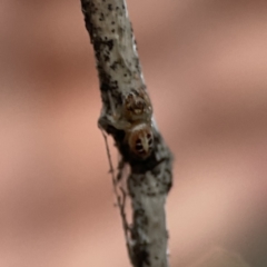 Opisthoncus sexmaculatus at Ainslie, ACT - 12 Sep 2023