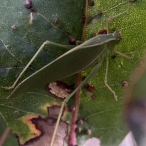 Torbia viridissima at Ainslie, ACT - 12 Sep 2023