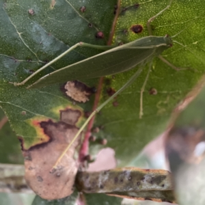 Torbia viridissima at Ainslie, ACT - 12 Sep 2023