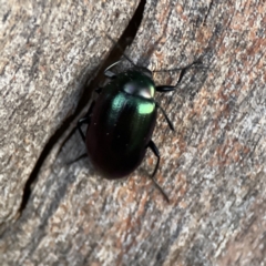 Chalcopteroides columbinus (Rainbow darkling beetle) at Ainslie, ACT - 12 Sep 2023 by Hejor1