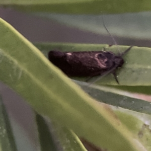 Leistomorpha brontoscopa at Ainslie, ACT - 12 Sep 2023 05:59 PM