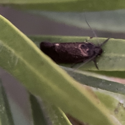 Leistomorpha brontoscopa (A concealer moth) at Ainslie, ACT - 12 Sep 2023 by Hejor1