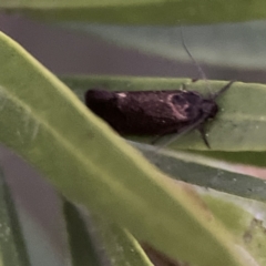 Leistomorpha brontoscopa (A concealer moth) at Ainslie, ACT - 12 Sep 2023 by Hejor1