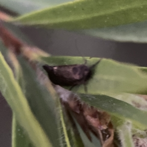 Leistomorpha brontoscopa at Ainslie, ACT - 12 Sep 2023