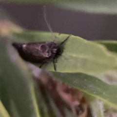 Leistomorpha brontoscopa at Ainslie, ACT - 12 Sep 2023 05:59 PM