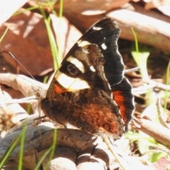 Vanessa itea (Yellow Admiral) at Gibraltar Pines - 13 Sep 2023 by JohnBundock