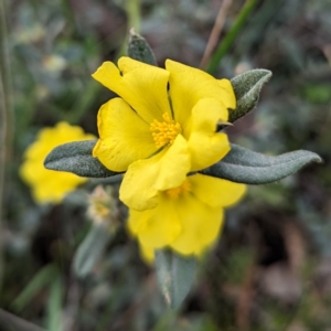 Hibbertia commutata at Williams, WA - 10 Sep 2023 11:34 AM