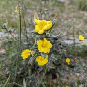 Hibbertia commutata at Williams, WA - 10 Sep 2023 11:34 AM