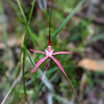 Caladenia footeana (Crimson Spider Orchid) at Williams, WA - 10 Sep 2023 by HelenCross