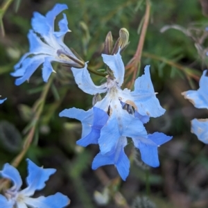 Lechenaultia biloba at Williams, WA - 10 Sep 2023 11:31 AM