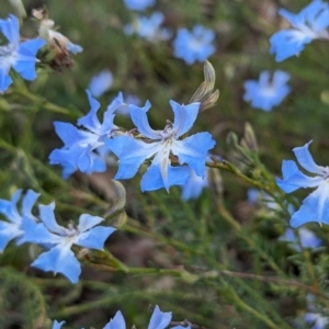 Lechenaultia biloba at Williams, WA - 10 Sep 2023 11:31 AM