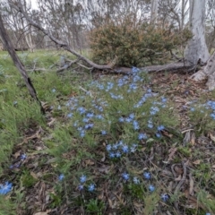 Lechenaultia biloba at Williams, WA - 10 Sep 2023 11:31 AM