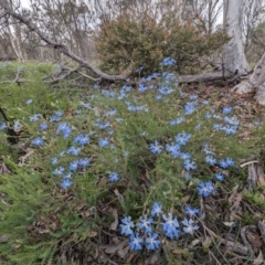 Lechenaultia biloba at Williams, WA - 10 Sep 2023 11:31 AM