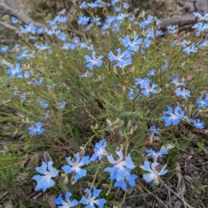 Lechenaultia biloba at Williams, WA - 10 Sep 2023 11:31 AM