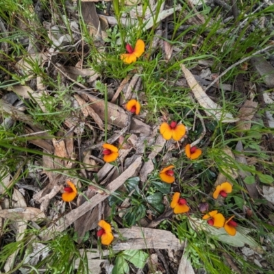 Isotropis cuneifolia (Granny Bonnets) at Williams, WA - 10 Sep 2023 by HelenCross