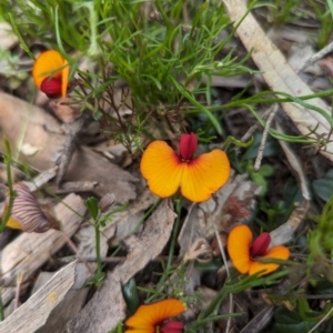 Isotropis cuneifolia at Williams, WA - 10 Sep 2023