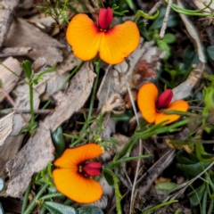 Isotropis cuneifolia at Williams, WA - 10 Sep 2023