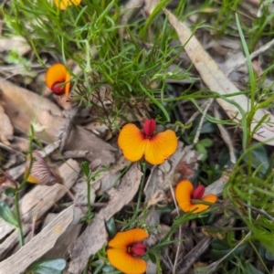 Isotropis cuneifolia at Williams, WA - 10 Sep 2023