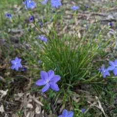 Orthrosanthus laxus (Morning Iris) at Williams, WA - 10 Sep 2023 by HelenCross