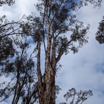 Eucalyptus astringens (Brown Mallet) at Williams, WA - 10 Sep 2023 by HelenCross