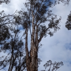 Eucalyptus astringens (Brown Mallet) at Williams, WA - 10 Sep 2023 by HelenCross