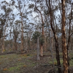 Eucalyptus astringens at Williams, WA - 10 Sep 2023