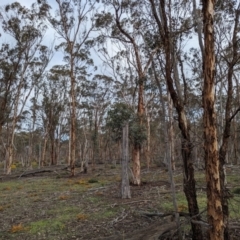 Eucalyptus astringens at Williams, WA - 10 Sep 2023 11:13 AM