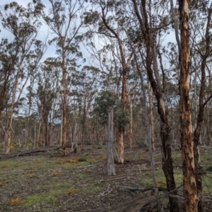 Eucalyptus astringens at Williams, WA - 10 Sep 2023