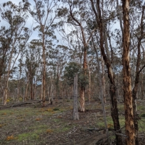Eucalyptus astringens at Williams, WA - 10 Sep 2023 11:13 AM