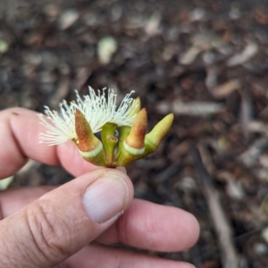 Eucalyptus astringens at Williams, WA - 10 Sep 2023 11:13 AM