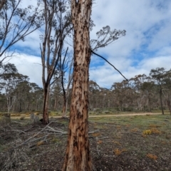 Eucalyptus astringens at Williams, WA - 10 Sep 2023