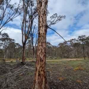 Eucalyptus astringens at Williams, WA - 10 Sep 2023 11:13 AM