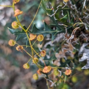 Drosera macrantha at Dryandra Woodland National Park - 10 Sep 2023