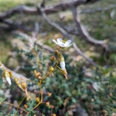 Drosera macrantha at Dryandra Woodland National Park - 10 Sep 2023