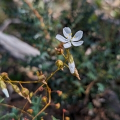 Drosera macrantha at Dryandra Woodland National Park - 10 Sep 2023 01:44 PM